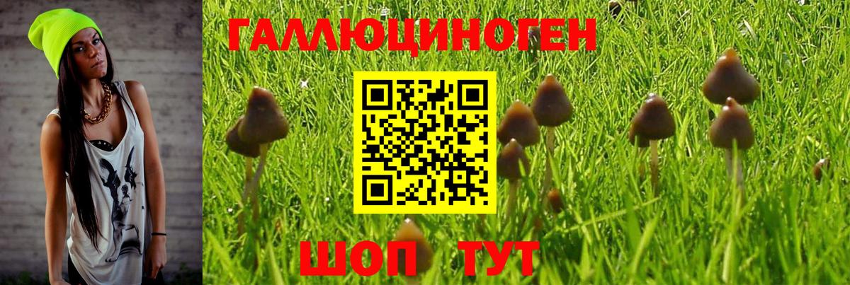 Елец  Псилоцибиновые грибы Psilocybine cubensis  Псилоцибиновые грибы Psilocybe  Вход с VPN 